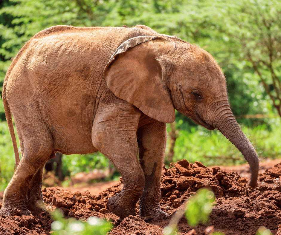 David Sheldrick Wildlife Trust